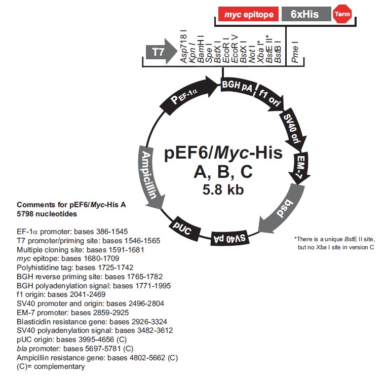 pEF6/myc-His C载体图谱